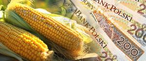 Dopłaty do kukurydzy- wnioski do 29 lutego 2024 r.