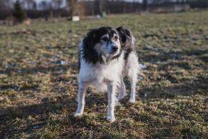 Obrazek przedstawiający biało-czarnego psa