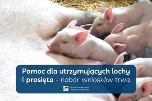 Obrazek z prosiętami i napis  Pomoc dla utrzymujących lochy i prosięta – nabór wniosków trwa