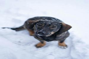 Komunikat Powiatowego Lekarza Weterynarii w Rawie Mazowieckiej dotyczący warunków utrzymywania zwierząt w okresie zimowym.